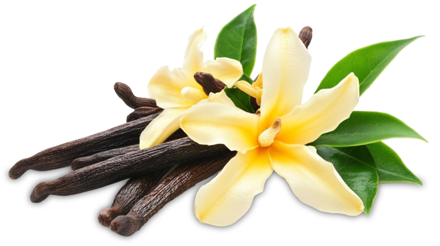 Vanilleschote; Madagaskar; Bourbon; Bourbon-Vanille; Vanille